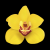 Yellow Orchid Thumb